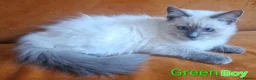 Ragdoll cats for sale: Ragdoll Kittens Ready For Forever Homes - Advert 5