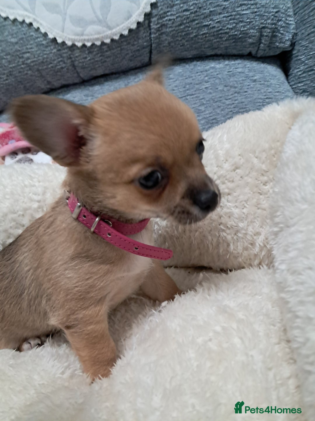 Chihuahua dogs for sale: Chihuahua puppies for sale  - Advert 2