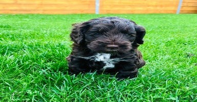 Cockapoo dogs - Advert 3