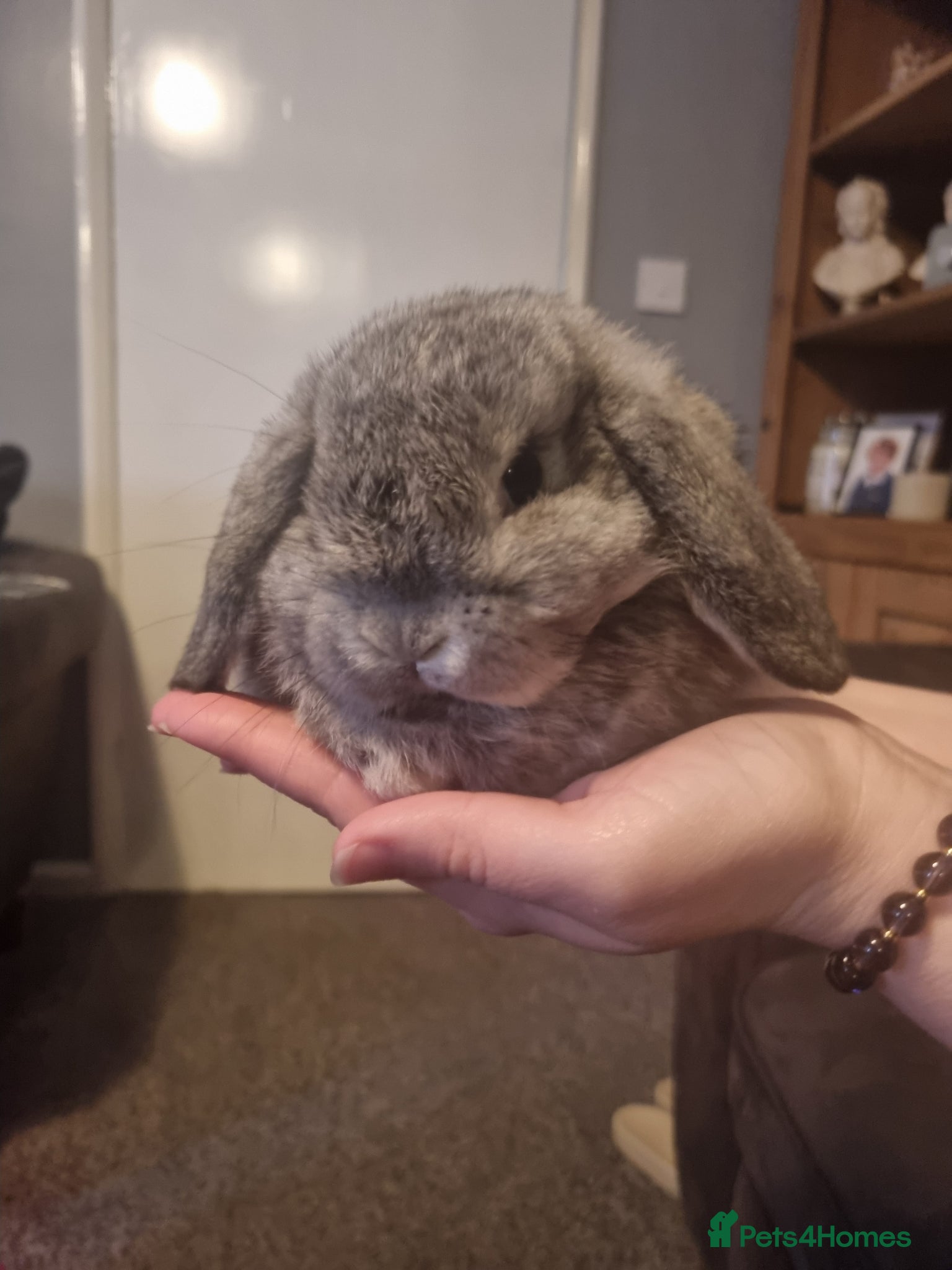 Mini Lop rabbits Mini lops - Advert 2