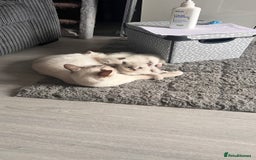 Ragdoll cats for sale: Beautiful Ragdoll kittens - Image 11