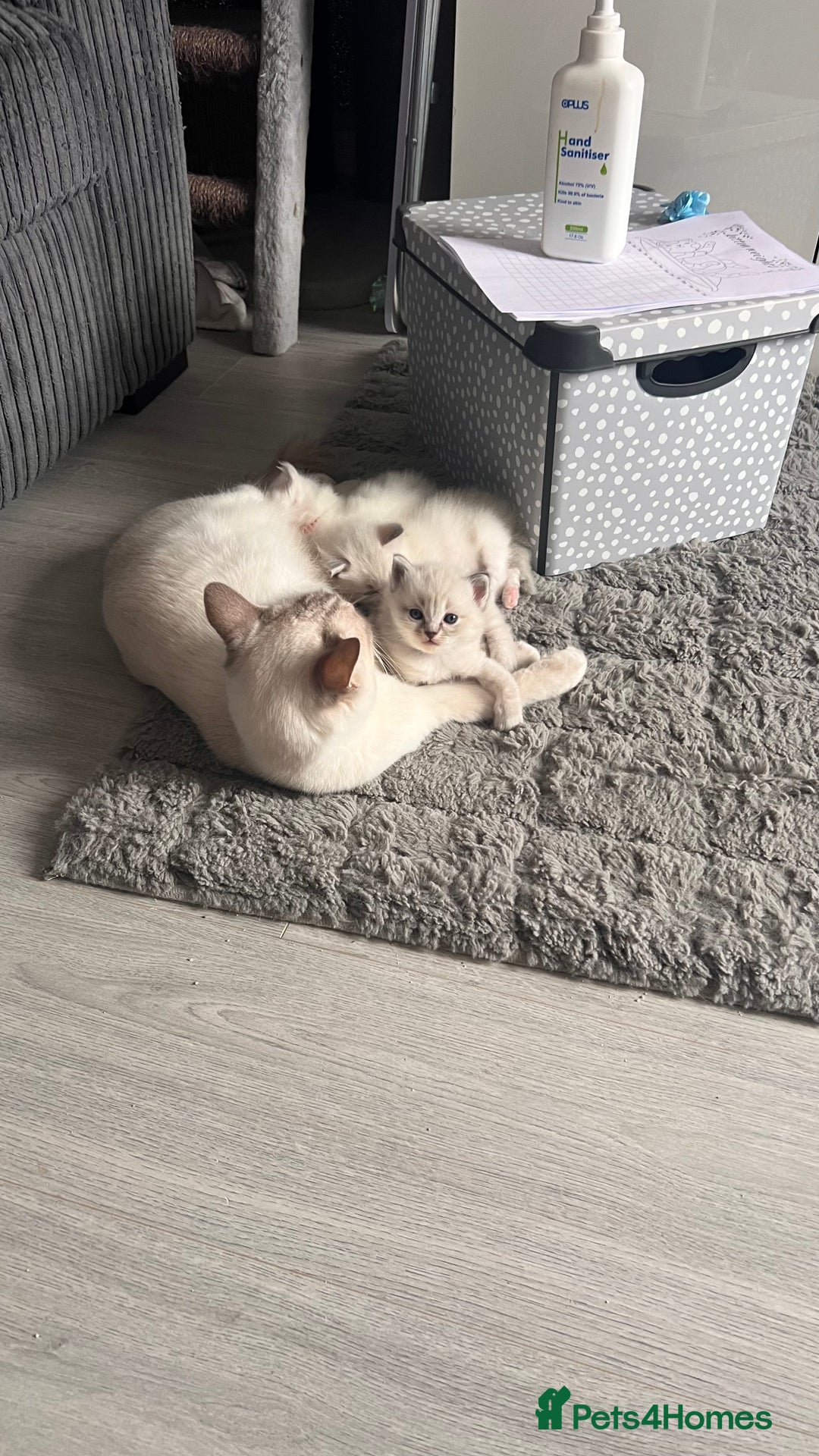 Ragdoll cats for sale: Beautiful Ragdoll kittens - Image 11