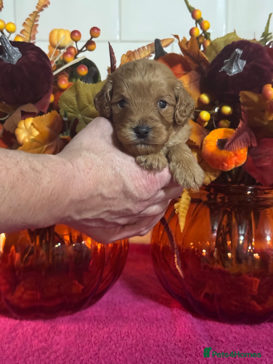 Cavapoo dogs for sale: 1 girl red Cavapoo babies looking for families  - Advert 19