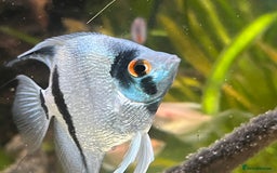 Angelfish fish for sale: Blue Diamond angelfish.  - Image 3