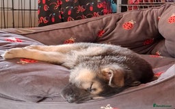 German Shepherd dogs for sale: Stunning litter of German shepherd puppies   - Image 4