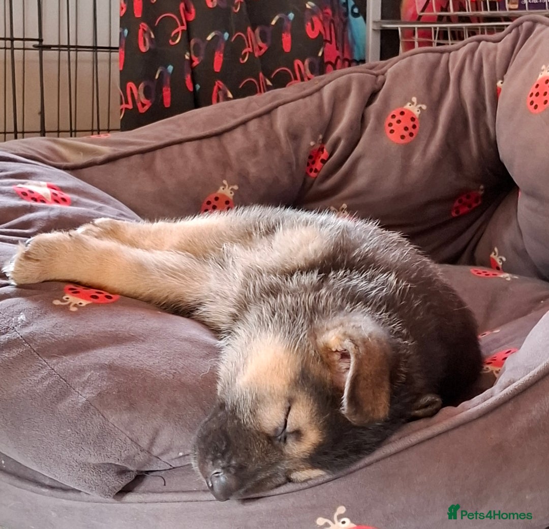German Shepherd dogs for sale: Stunning litter of German shepherd puppies   - Image 4
