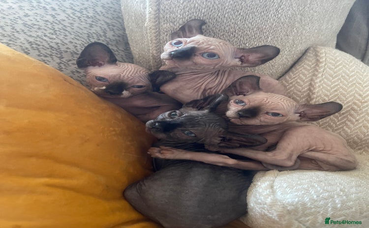 Sphynx cats - Advert 4