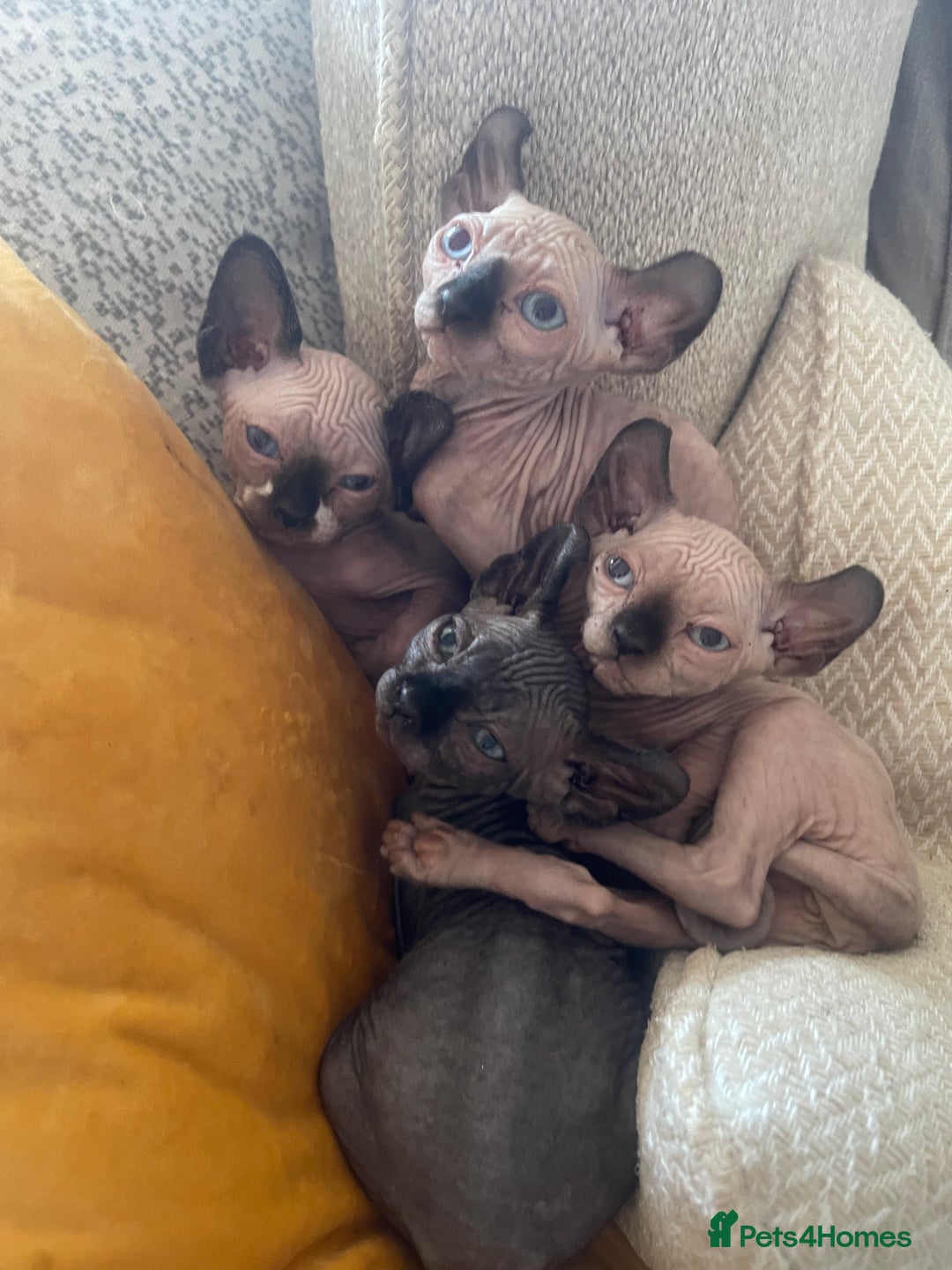 Sphynx cats for sale: 2 female 1 male Sphinx kittens - Image 1