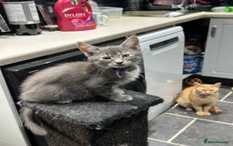 Mixed Breed cats for sale: Mainecoon x kittens  - Image 2