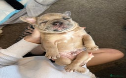 French Bulldog dogs for sale: French bulldog puppies - Image 13