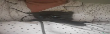 Black kitty