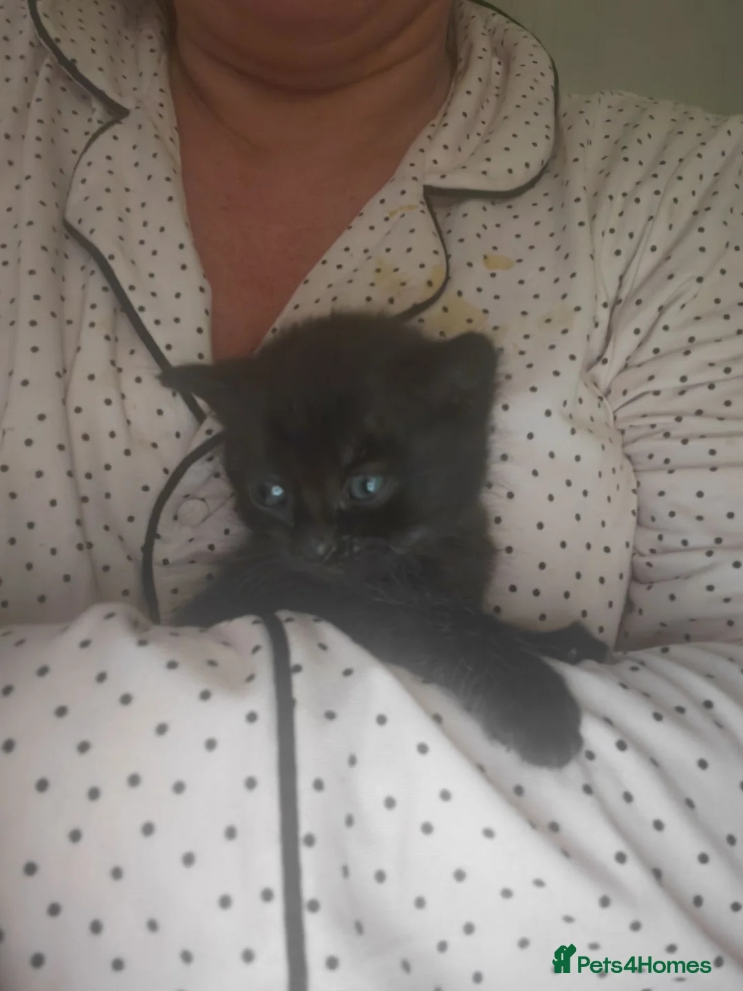Mixed Breed cats for sale: Tabby and black British shorthair kittens 💕💕 - Advert 16