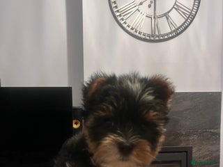 Biewer Terrier dogs 2 Pure Yorkshire Biewier Terrier READY TO GO - Advert 5