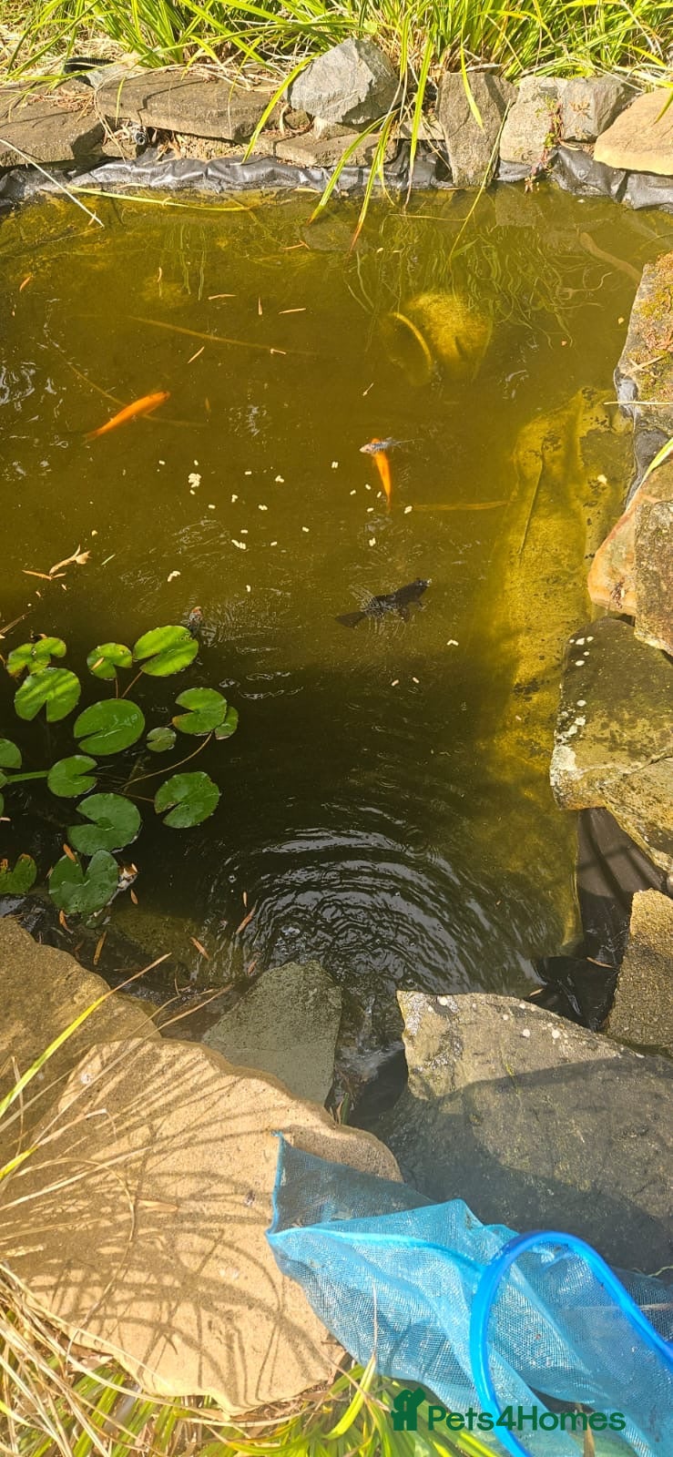 Shubunkins fish Pond fish Urgent rehome - Advert 1