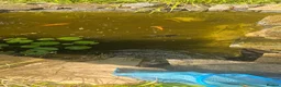 Shubunkins fish for sale: Pond fish Urgent rehome - Advert 1