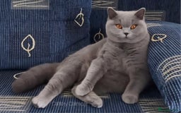 British Shorthair cats for sale: Amazing blue girl - Very high quality pedigree  - Image 1