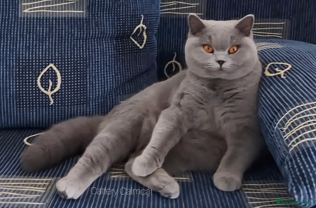 British Shorthair cats for sale: Amazing blue girl - Very high quality pedigree  - Image 1