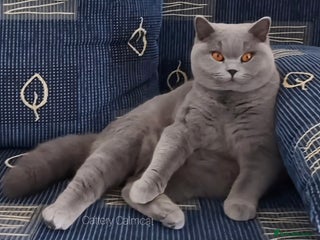 British Shorthair cats Amazing blue girl - Very high quality pedigree - Advert 14