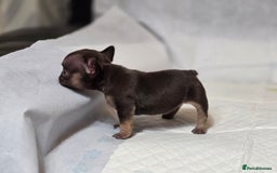 French Bulldog dogs for sale: TOP QUALITY KC REG FRENCHIES AVAILABLE  - Image 38