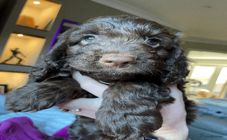 Cockapoo dogs Beautiful Thick coated Fluffy F1 Toy Cockapoo pups - Advert 2