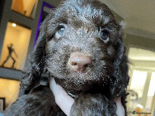 Cockapoo dogs Beautiful Thick coated Fluffy F1 Toy Cockapoo pups - Advert 5