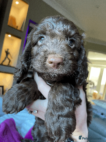 Cockapoo dogs Beautiful Thick coated Fluffy F1 Toy Cockapoo pups - Advert 2