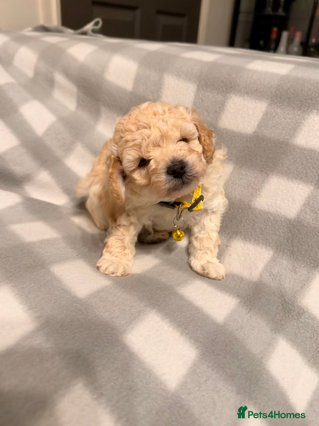 Cavapoochon dogs for sale: Cavapoochon Puppies Available From 12th January - Advert 12