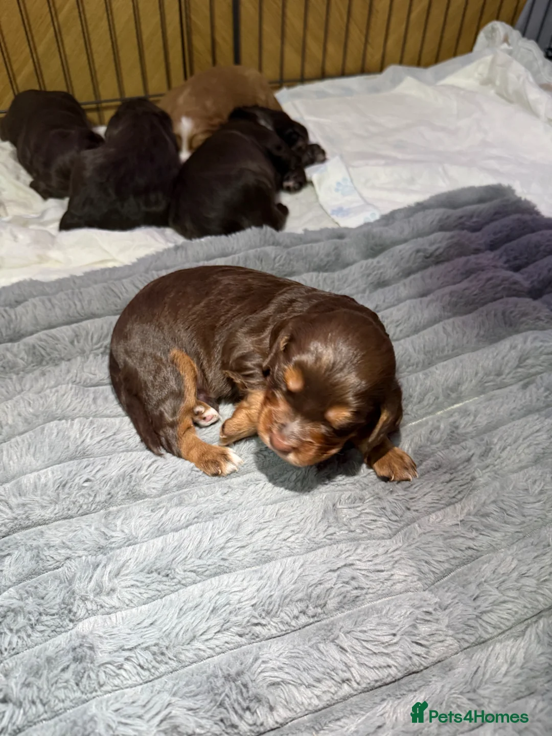 Cocker Spaniel dogs for sale: Working Cocker Spaniels Puppies do sale  in Aberdeen - Advert 1