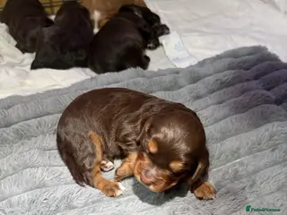Cocker Spaniel dogs Working Cocker Spaniels Puppies do sale - Advert 18