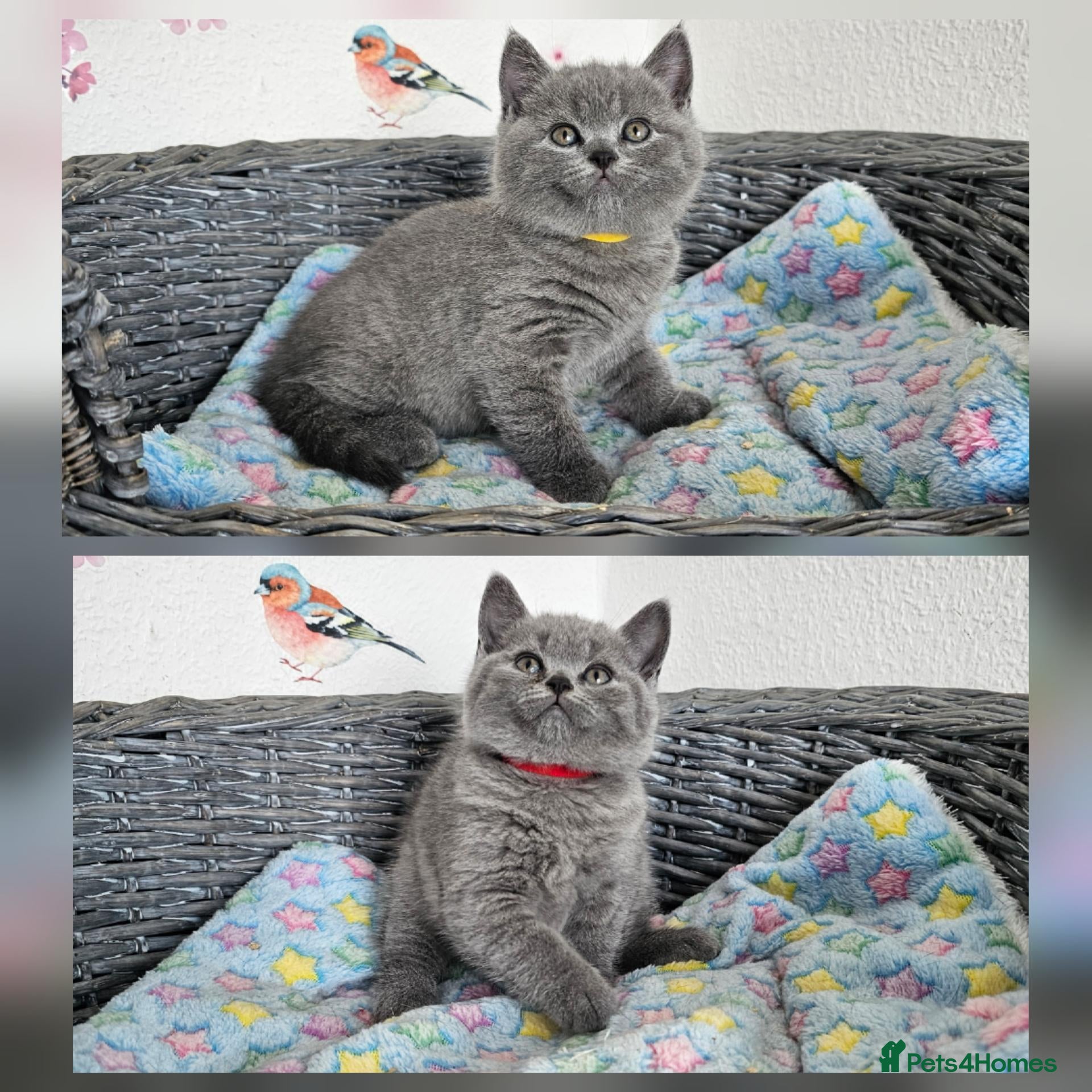 British Shorthair cats British Shorthair Kittens  - Advert 4