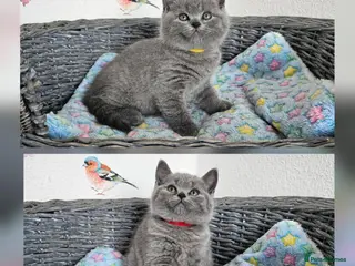 British Shorthair cats British Shorthair Kittens - Advert 4