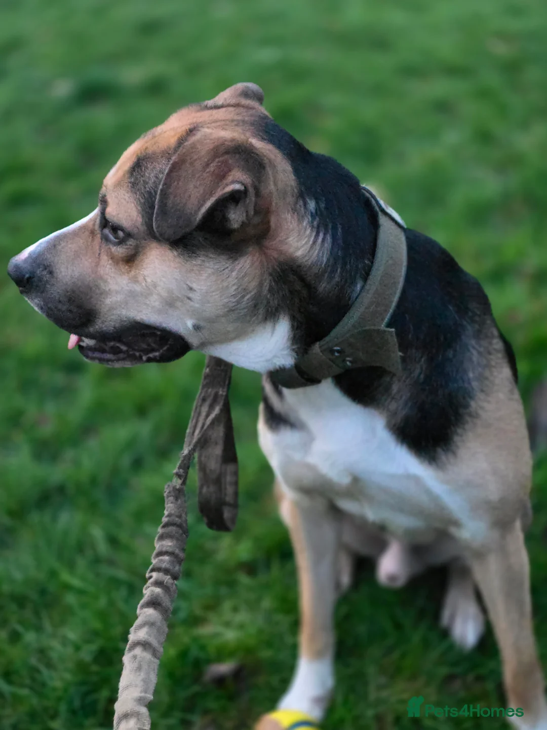 Mixed Breed dogs for sale: Huntway cross - Advert 10