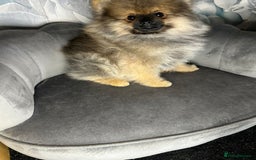 Pomeranian dogs for sale: Pomeranian puppies in Erith - Image 6