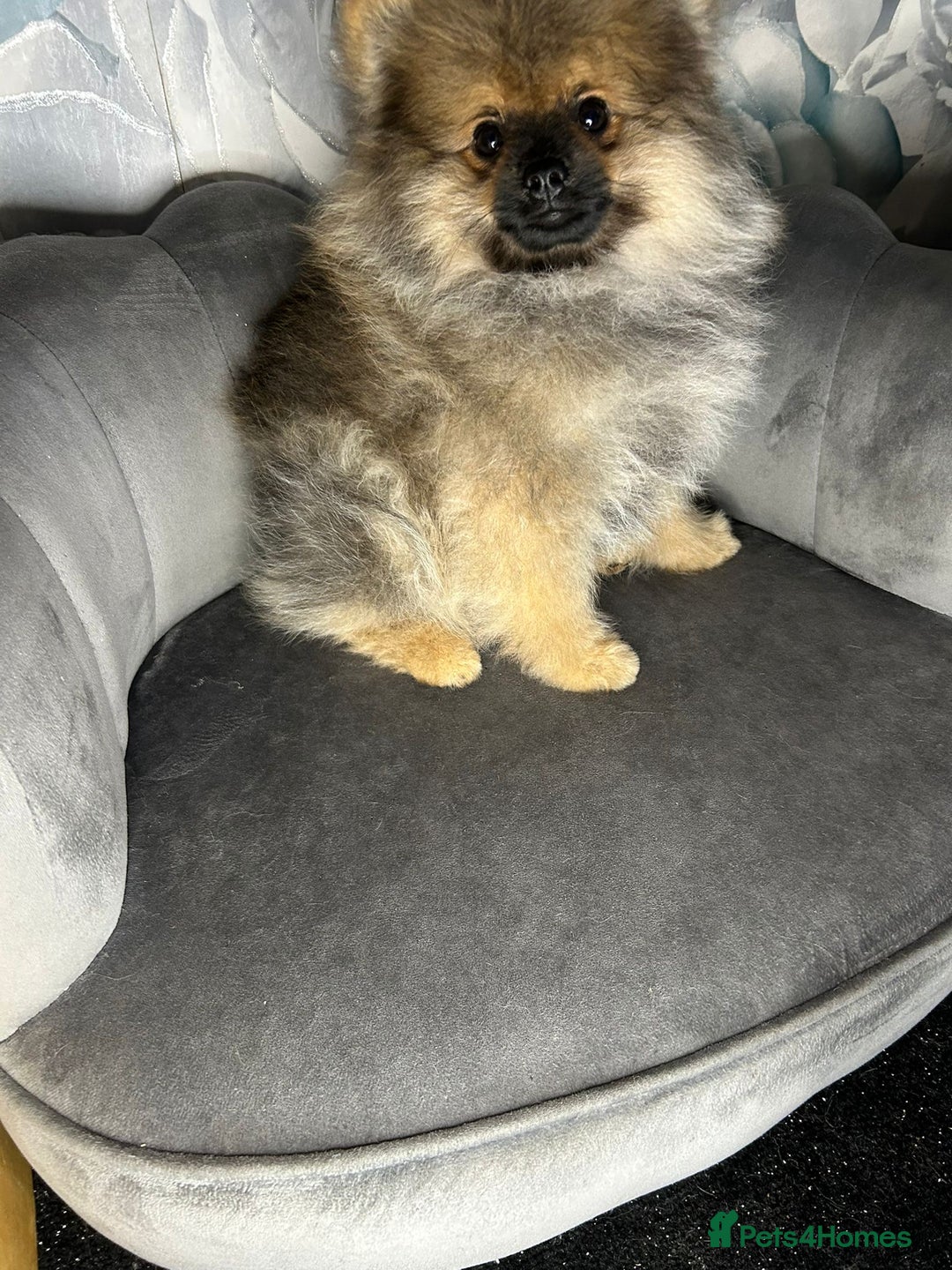 Pomeranian dogs for sale: Pomeranian puppies in Erith - Image 6
