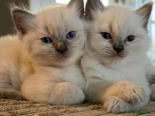 Ragdoll cats - Advert 2