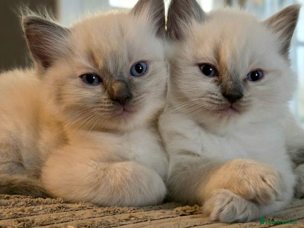 Ragdoll cats - Advert 4