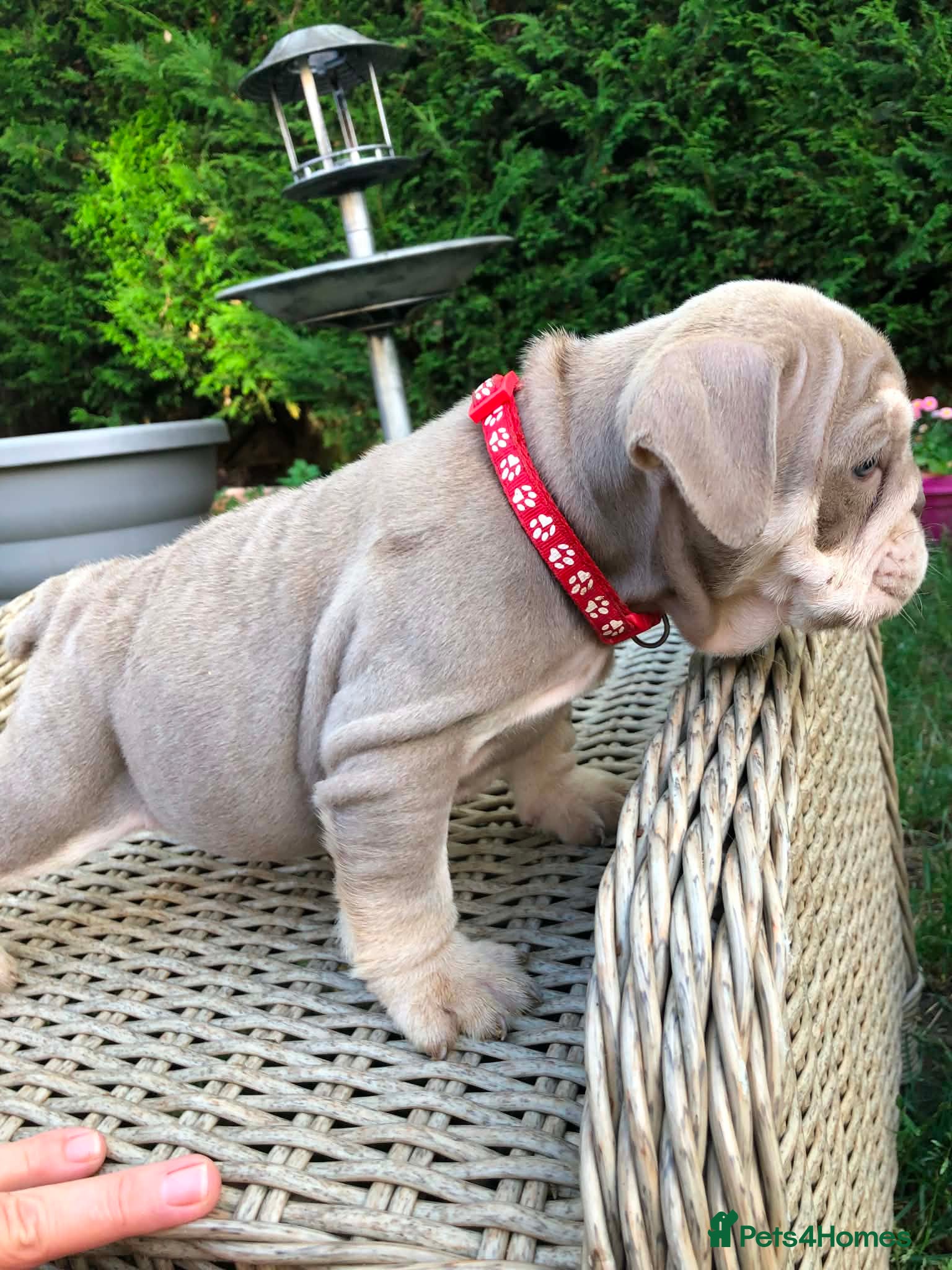 English Bulldog dogs for sale: English bulldog puppies in Doncaster - Advert 13