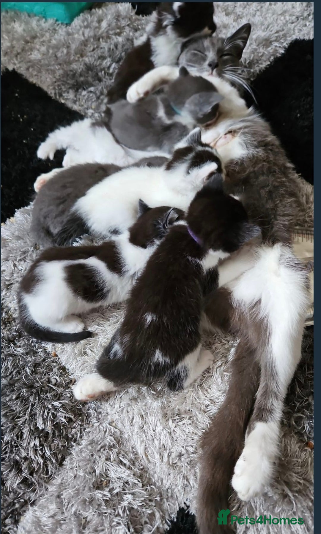 Mixed Breed cats for sale: Russian blue mix kittens  - Image 1