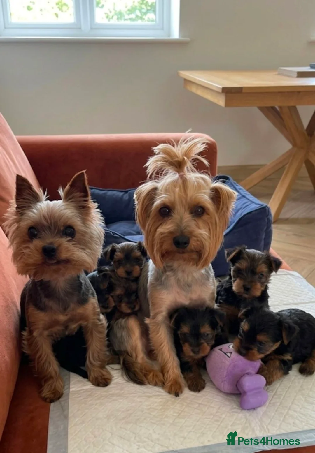 Yorkshire Terrier dogs for sale: Yorkshire Terrier puppies  in Chepstow - Advert 2