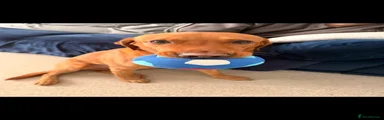 Labrador Retriever 1