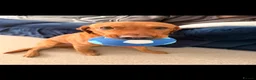 Labrador Retriever dogs for sale: Pedigree Red Fox Lab - Advert 2