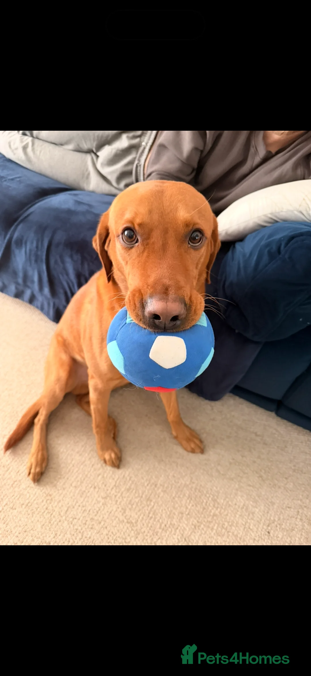 Labrador Retriever dogs for sale: Pedigree Red Fox Lab - Advert 2