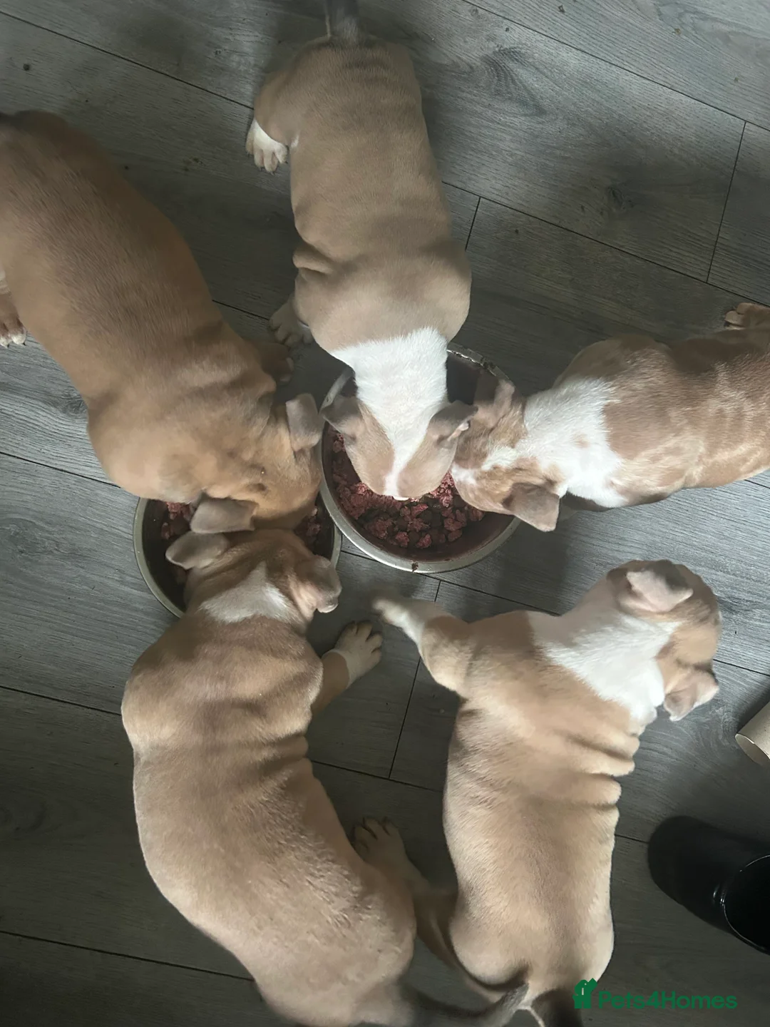 American Bully dogs for sale: American pocket bully’s  - Advert 5