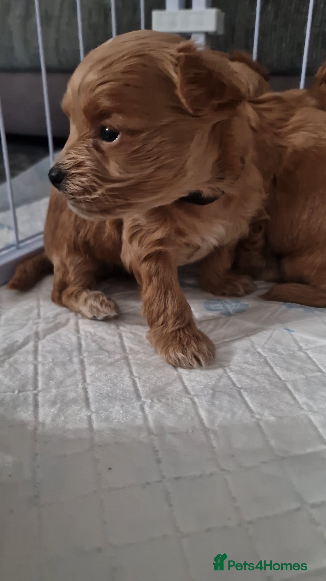 Chipoo dogs for sale: Asian chipoo  - Advert 15