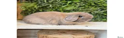 Mini Lop rabbits for sale: Mini lop Doe - Advert 1