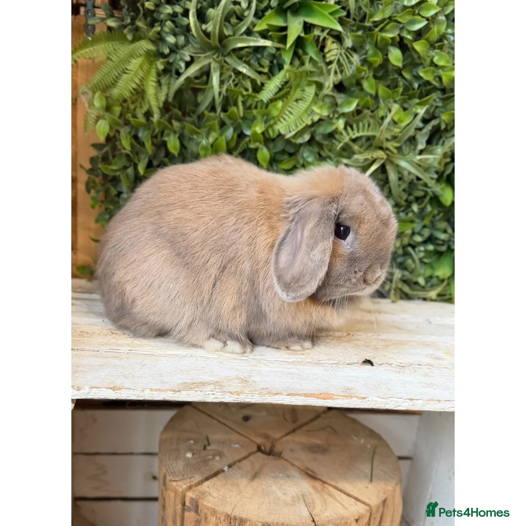 Mini Lop rabbits for sale: Mini lop Doe - Advert 1