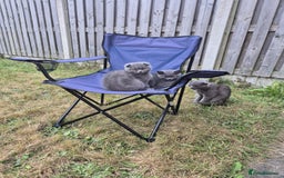 Scottish Fold cats for sale: Scotish kittens  - Image 24