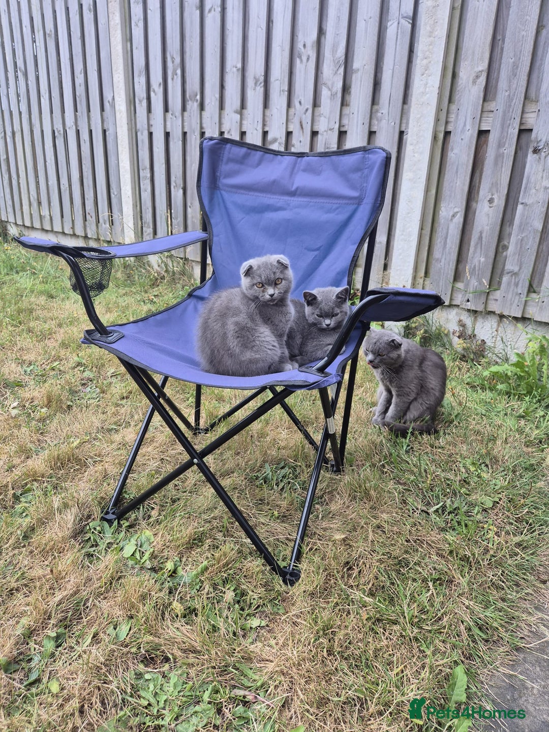 Scottish Fold cats for sale: Scotish kittens  - Image 24