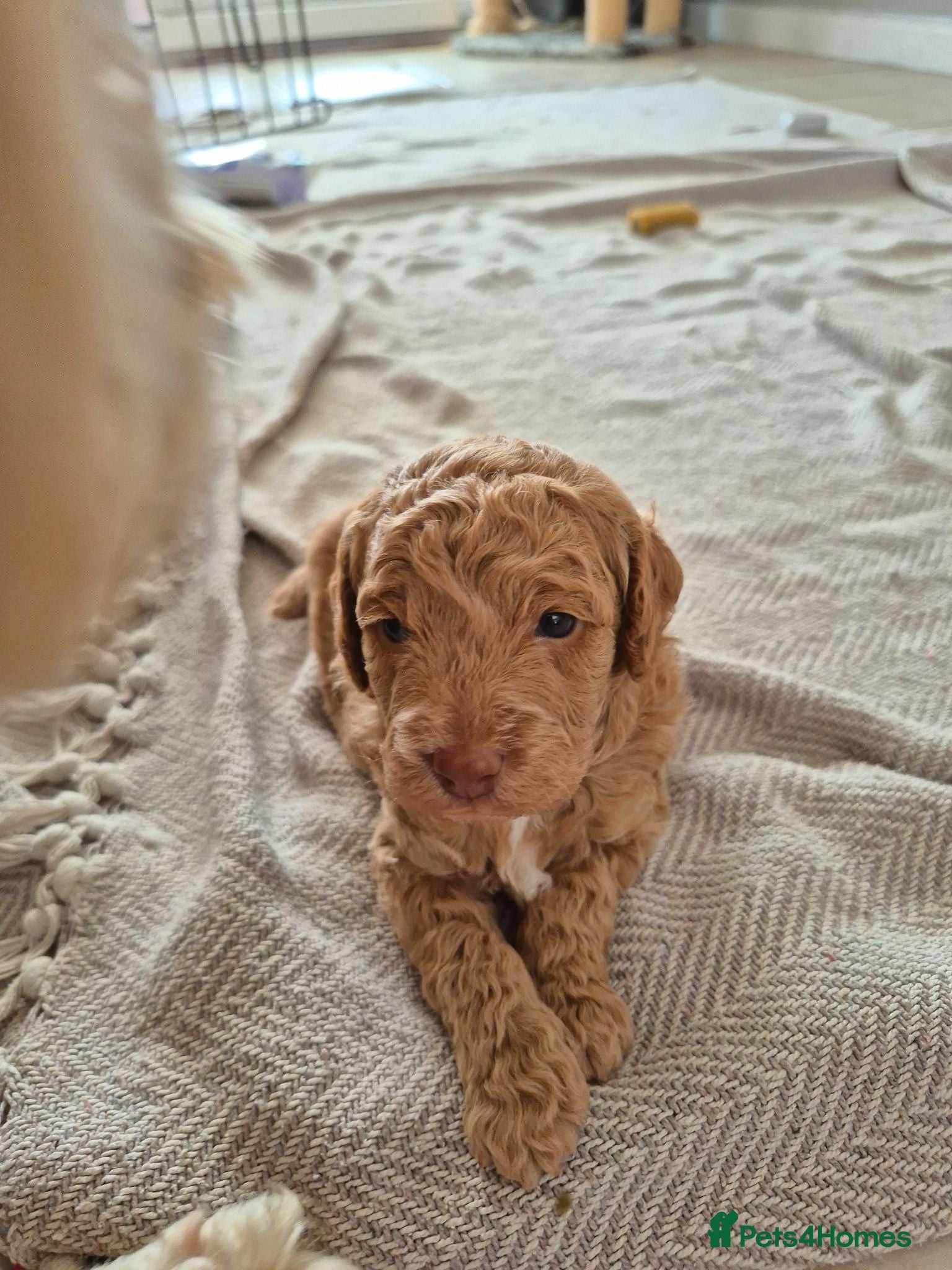 Cockapoo dogs Two Gorgeous Cockapoos. Viewible with mum and dad - Advert 9