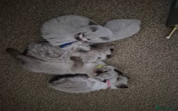 Ragdoll cats for sale: Pedigree Ragdoll Kittens  - Image 5